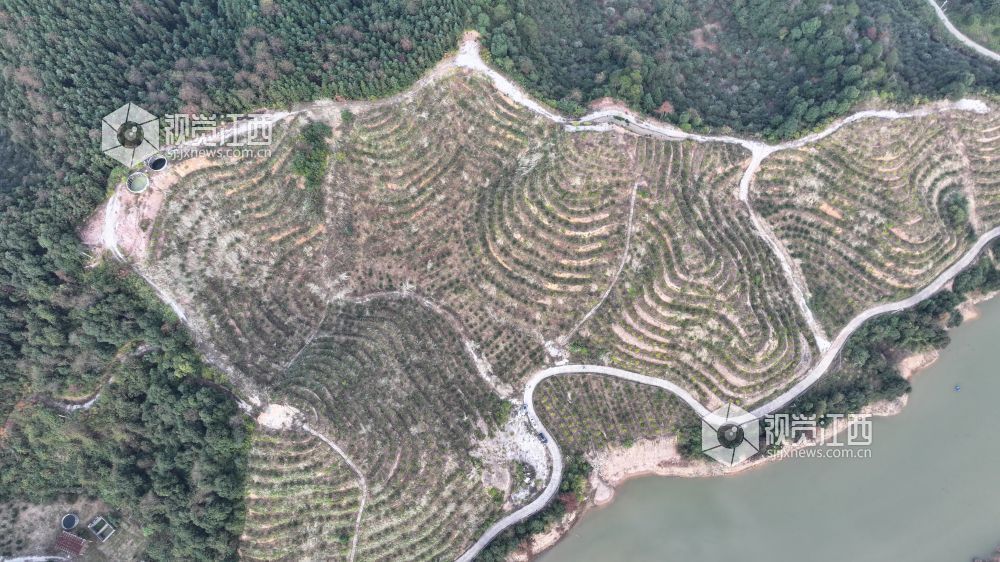 11月24日，江西省永丰县坑田镇秋田村百亩脐橙种植基地迎来丰收。