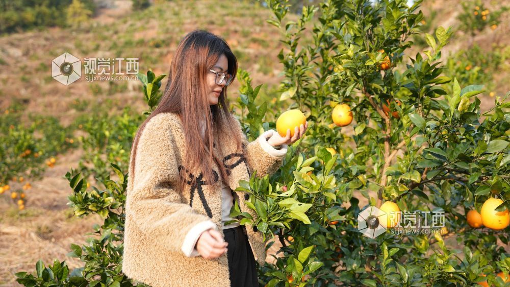 11月24日，江西省永丰县坑田镇秋田村百亩脐橙种植基地迎来丰收。