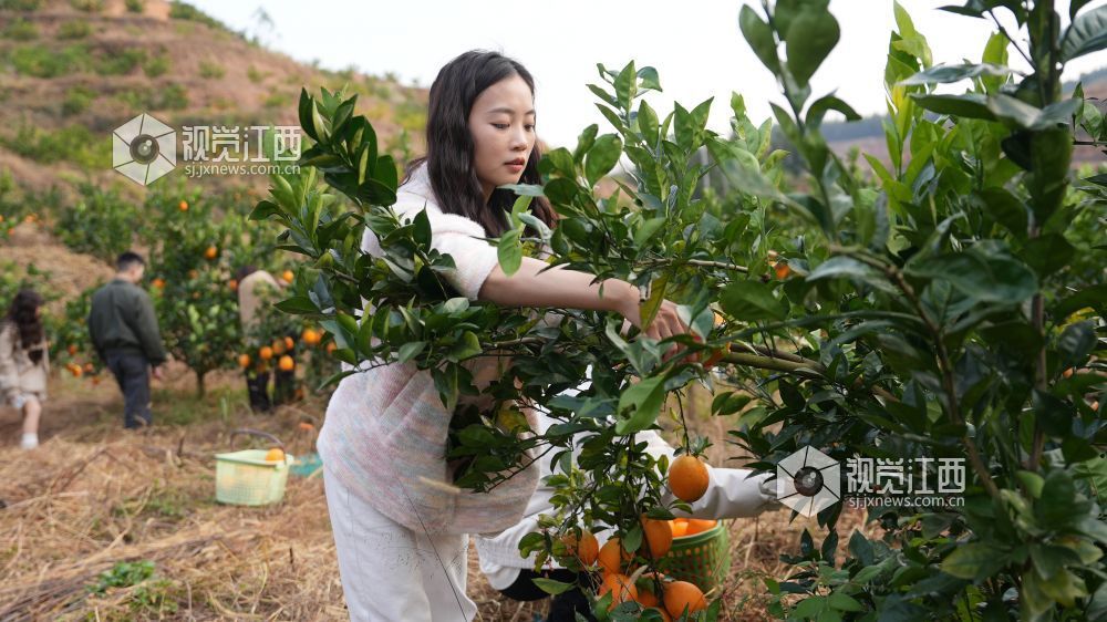 11月24日，江西省永丰县坑田镇秋田村百亩脐橙种植基地迎来丰收。